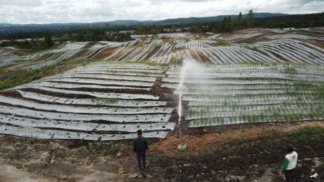 Anies Baswedan: Jangan Matikan Petani Tradisional dalam Kritik Program Food Estate Jokowi