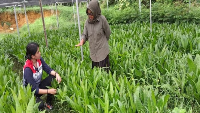 Kemampuan Luar Biasa KWT Melati Mengubah Pinang Menjadi Lebih Berharga