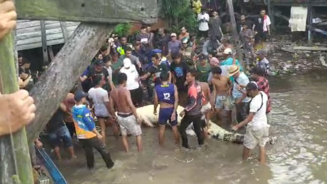 Bocah akhirnya ditemukan meninggal, bukan di dalam perut buaya