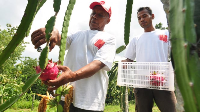 Perjalanan Transformasi Edy Lusi: Memperkenalkan Desa Buah Naga di Banyuwangi