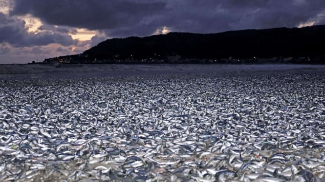 Ikan Sebanyak 1.200 Ton Mati di Pantai Hakodate Jepang, Diduga Akibat Pembuangan Limbah Nuklir Fukushima