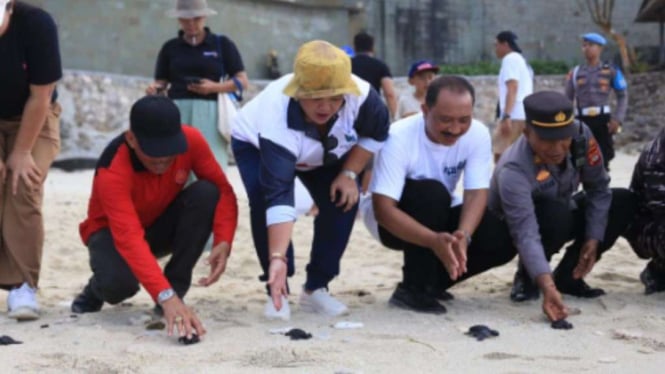 Pj Bupati Jendrika Memimpin Kegiatan Pelepasan Tukik pada Hari Kedua Nusa Penida Festival